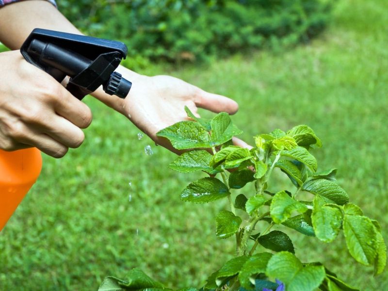 Natural Pesticide