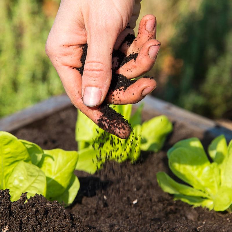 Natural Plant Fertilizer