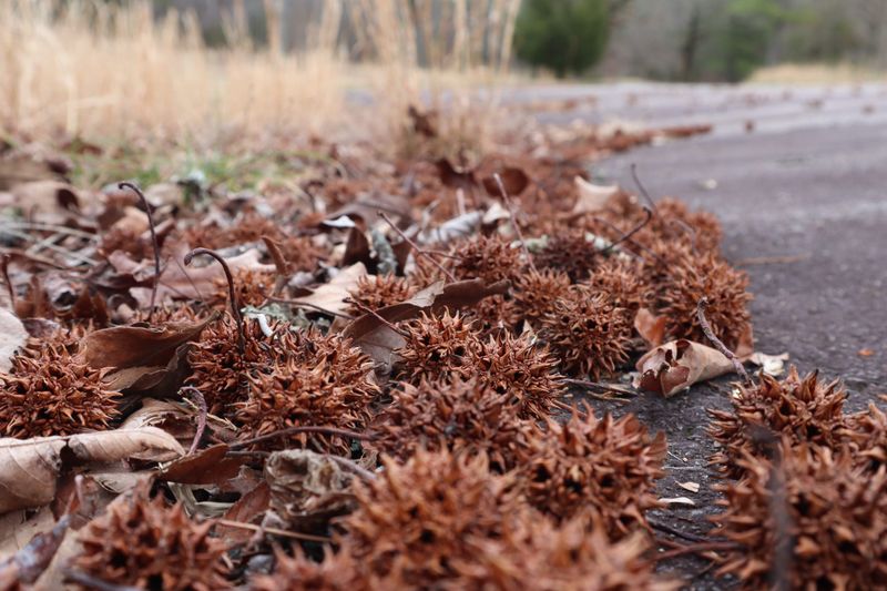 Natural Playground Surfaces