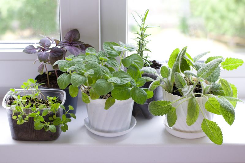 Nature's Blossom Herb Garden Kit