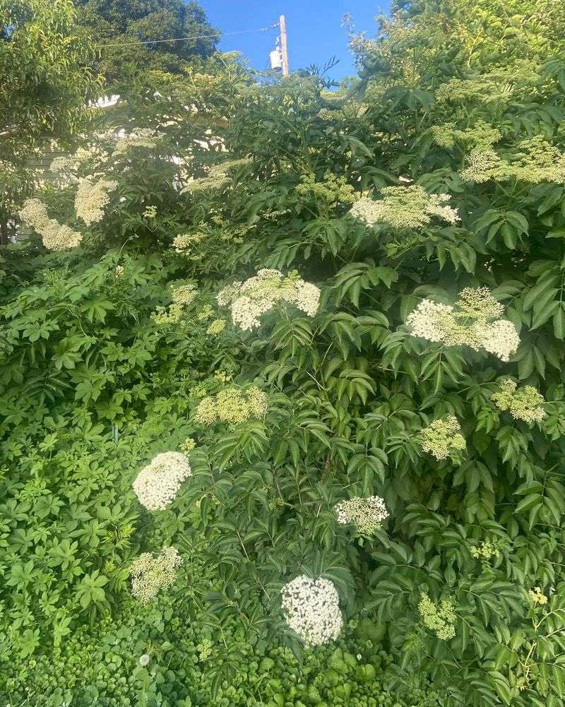 Nebraska Elderberry