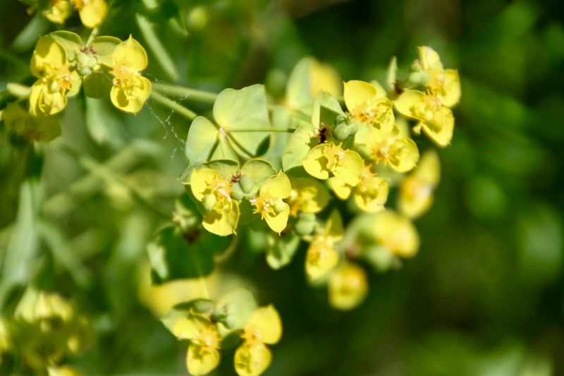 Nebraska: Leafy Spurge