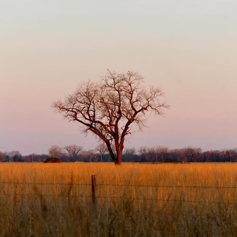 Nebraska's Prairie Giant