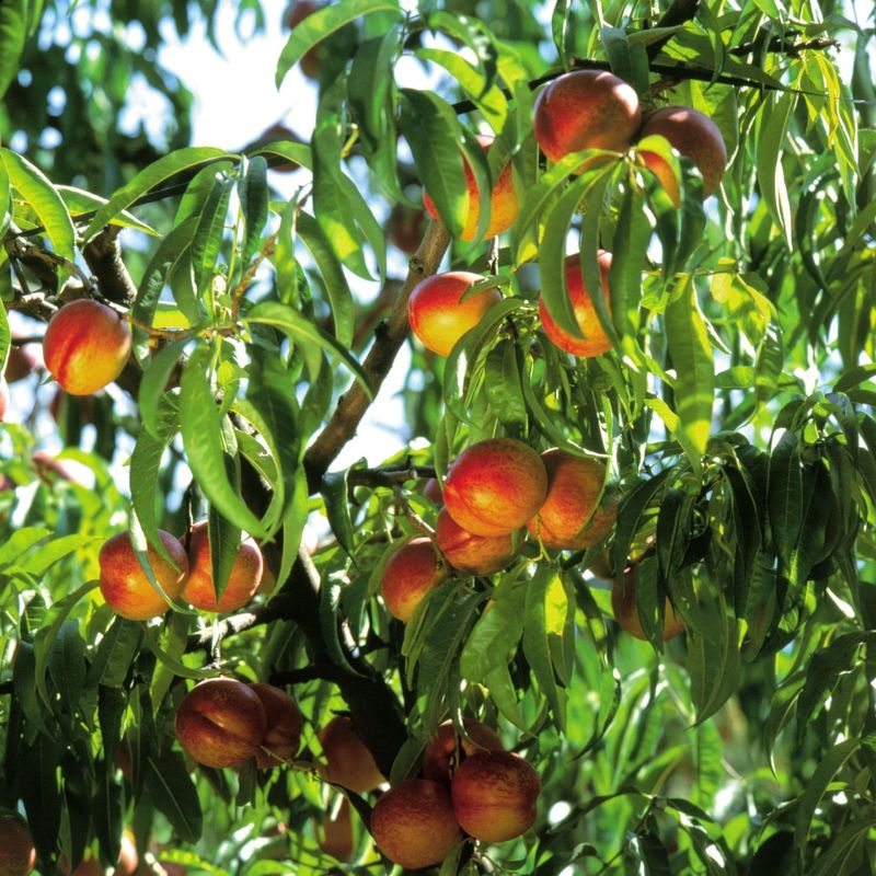 Nectarine Tree