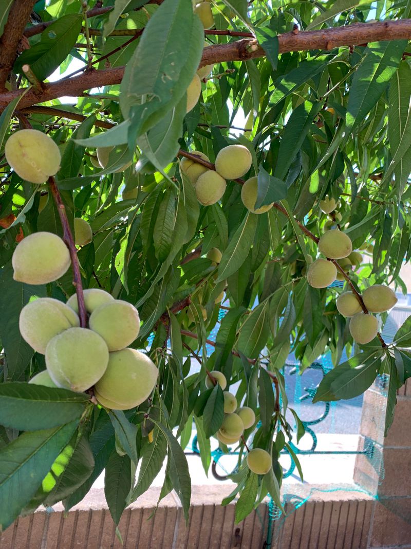 Nectarine Tree