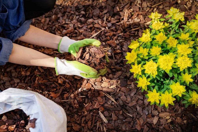 Neglecting Mulch Benefits