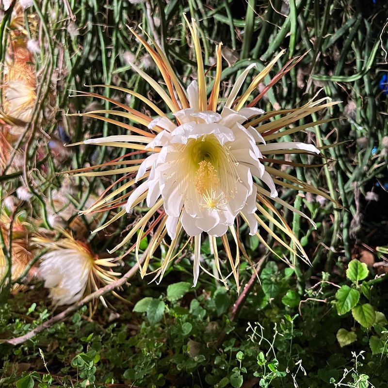 Neglecting Night-Blooming Flowers