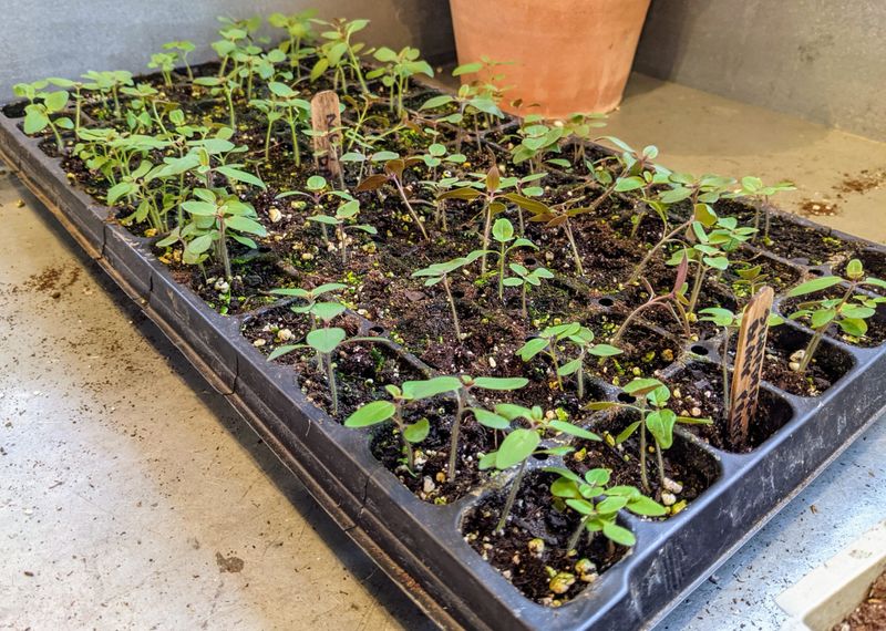 Overcrowding Seedlings