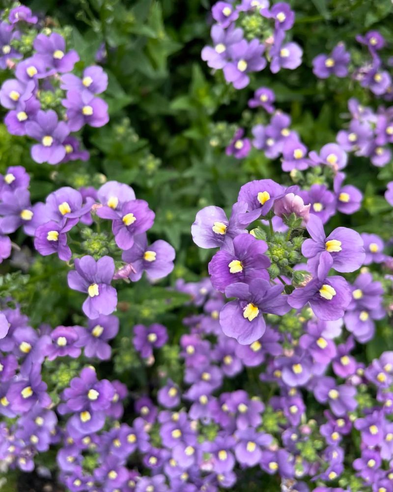 Nemesia