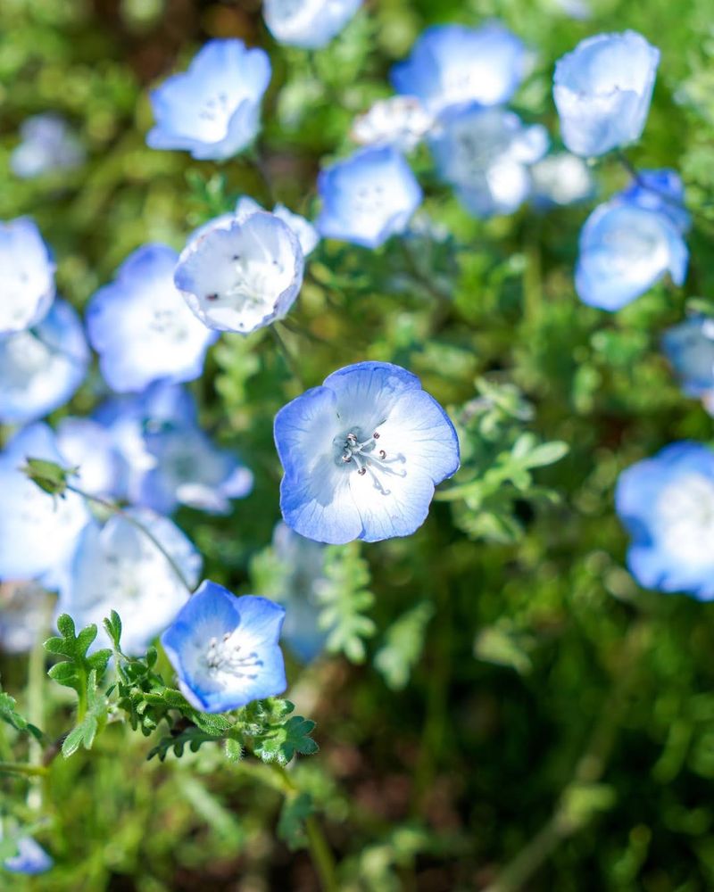 Nemophila