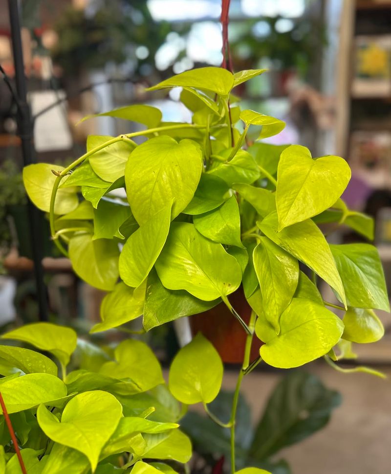 Neon Pothos