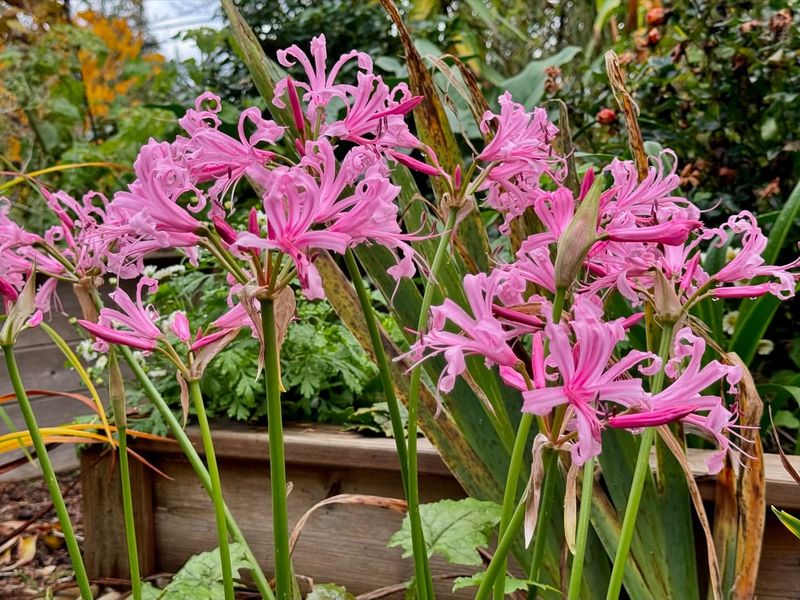 Nerine