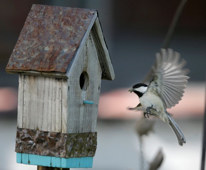 Nest Boxes