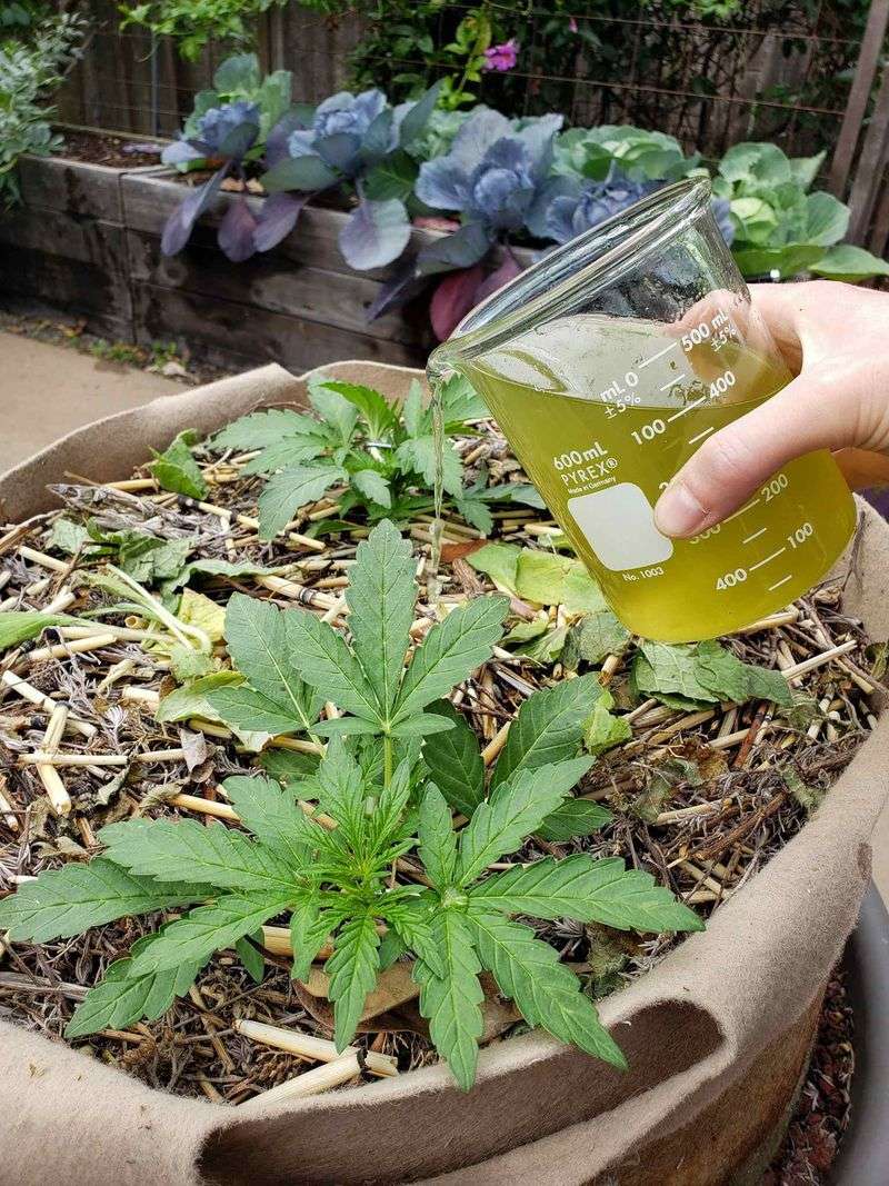 Nettle Tea for Plant Boost