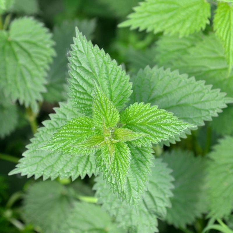 Nettle (Urtica dioica)