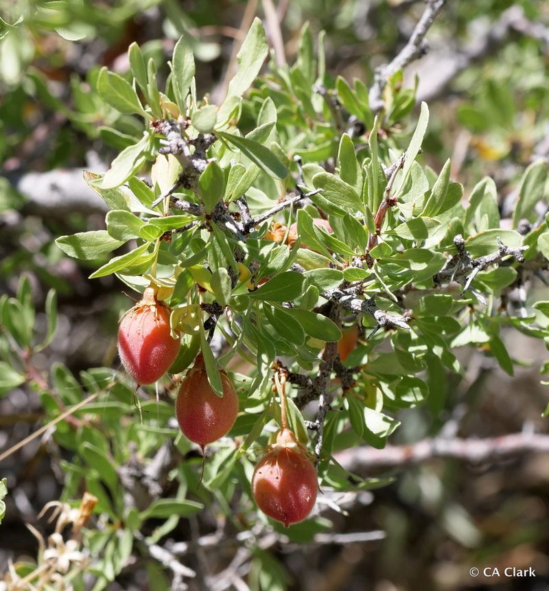 Nevada: Desert Peach