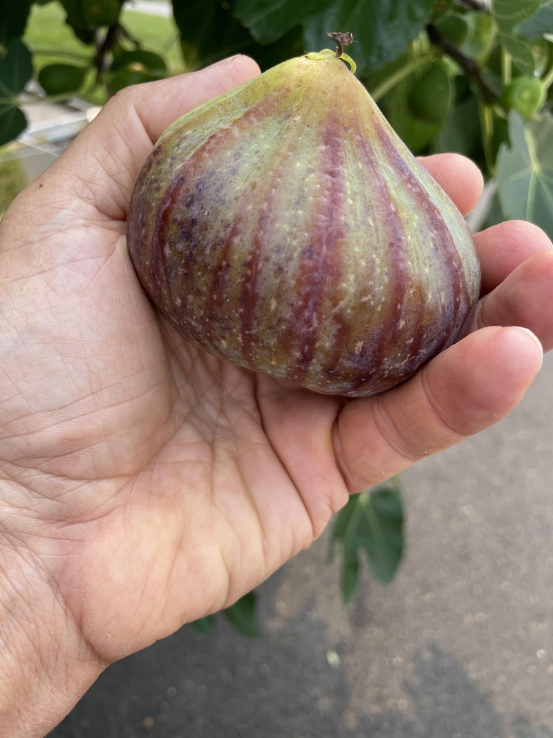 Nevada - Large Fig