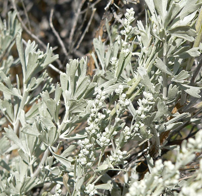 Nevada Sagebrush