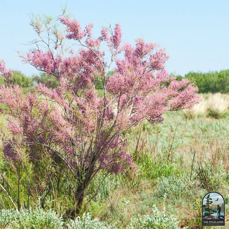 Nevada: Tamarisk