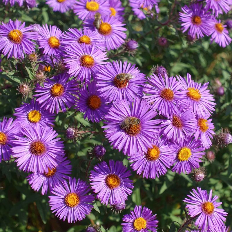 New England Aster