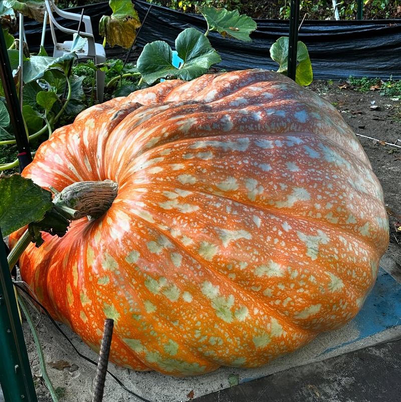 New Hampshire's Giant Squash