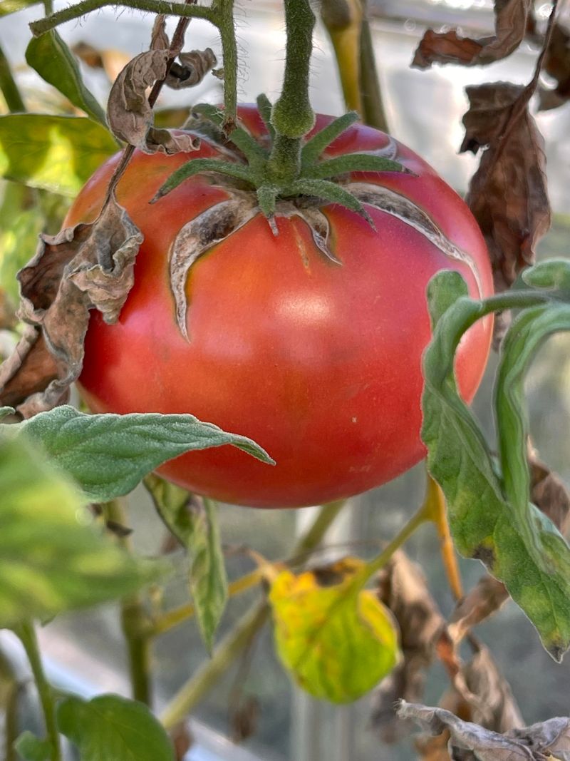 New Jersey's Enormous Tomato