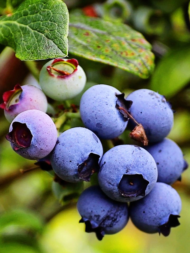 New Jersey: Northern Highbush Blueberry