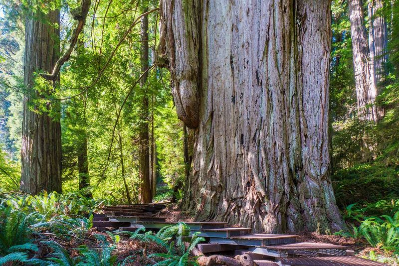 New Jersey's Forest Titan