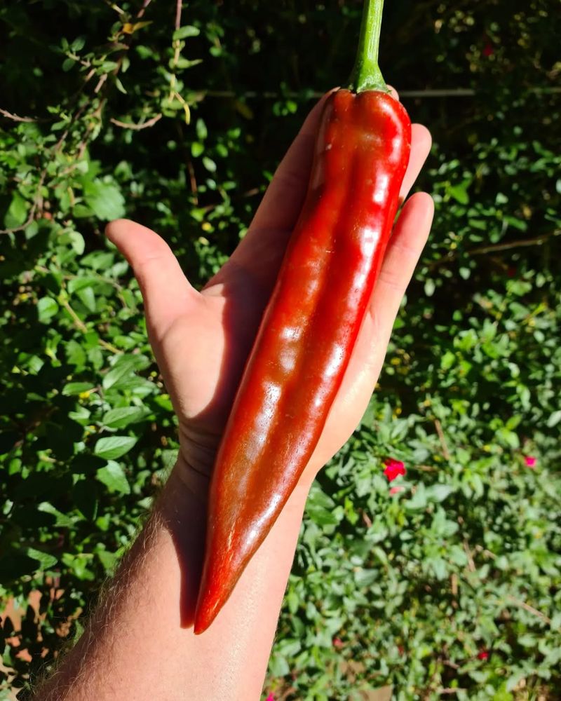 New Mexico's Massive Chili Pepper