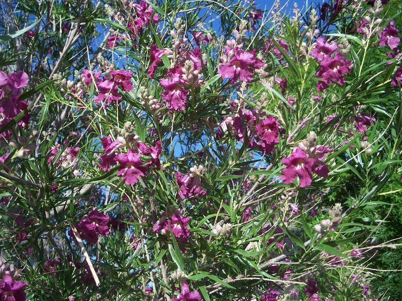 New Mexico Desert Willow