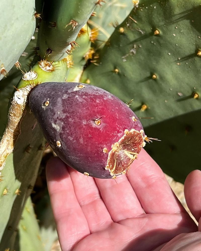 New Mexico - Large Prickly Pear