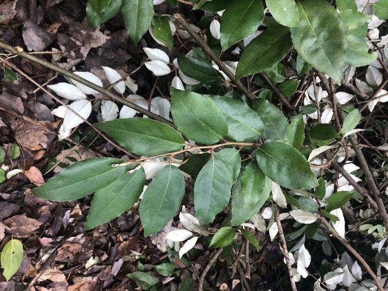 New Mexico: Russian Olive