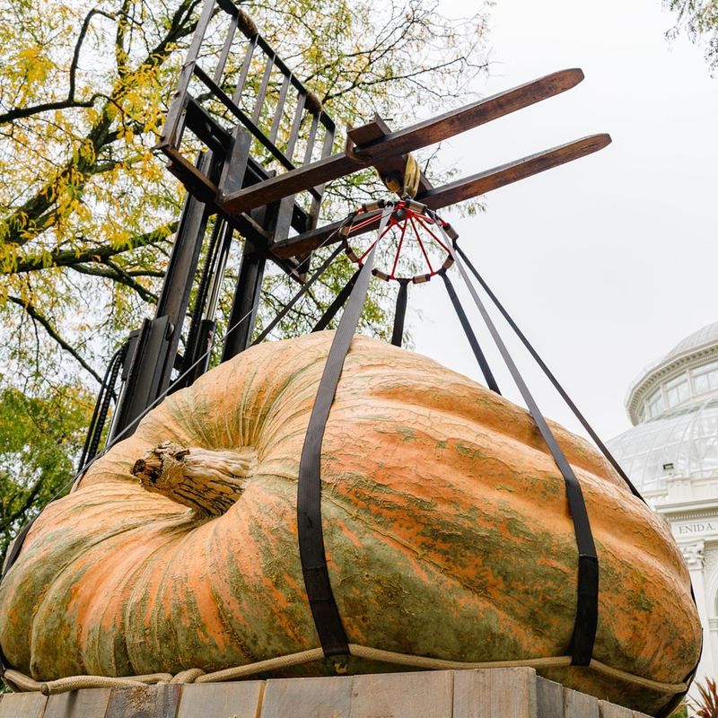 New York's Large Pumpkin