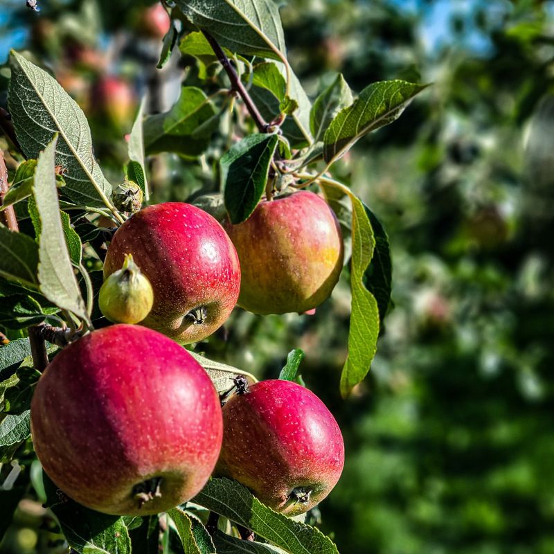 New York: Apple