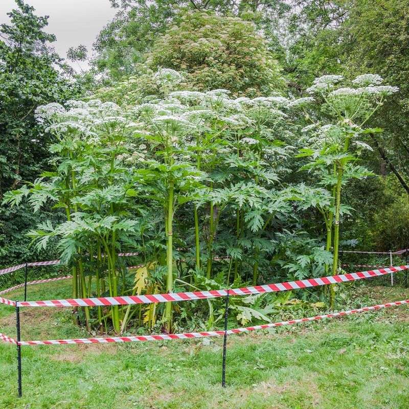 New York: Giant Hogweed