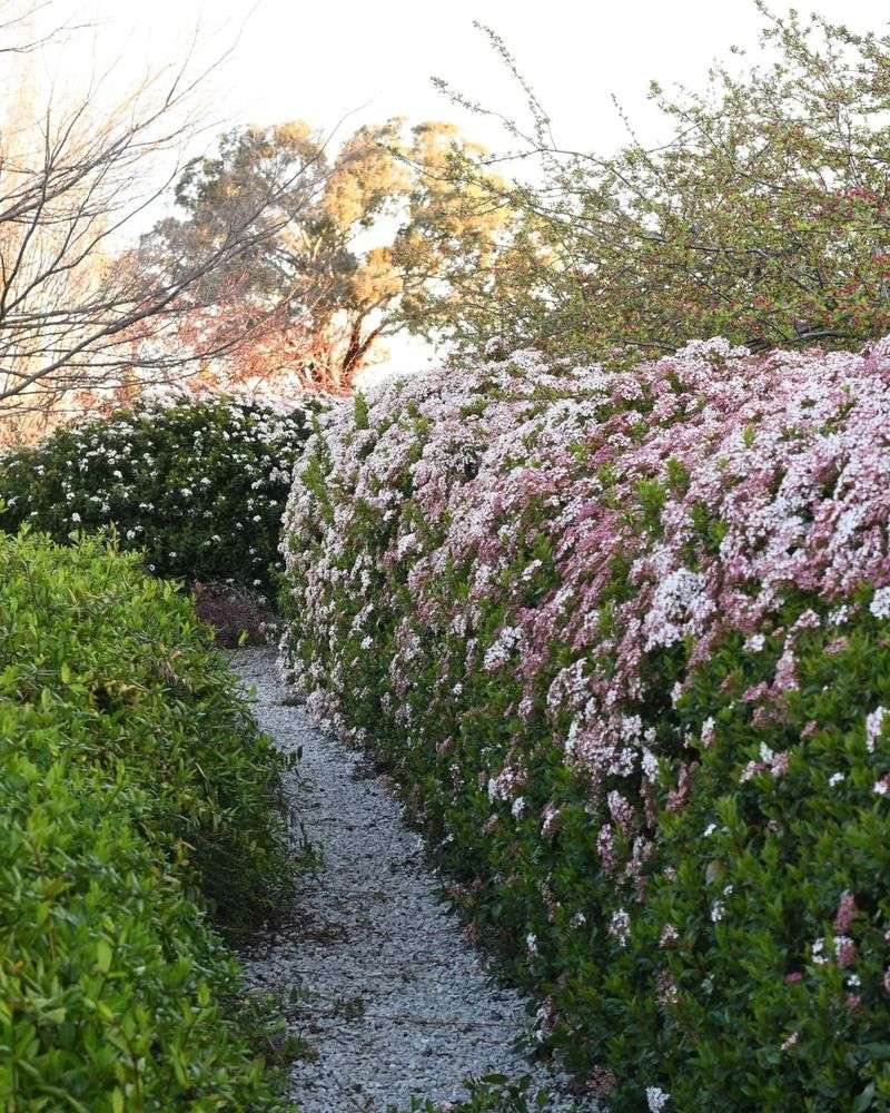 New York Viburnum