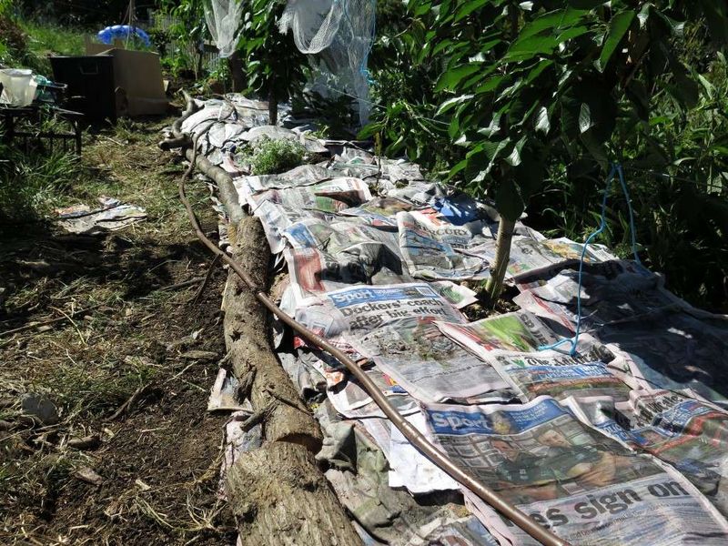 Newspaper Mulching