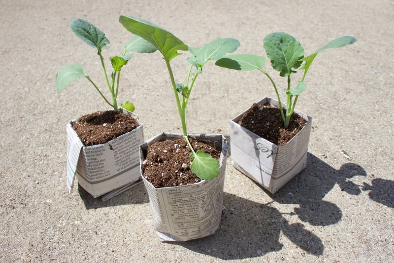 Newspaper Pots