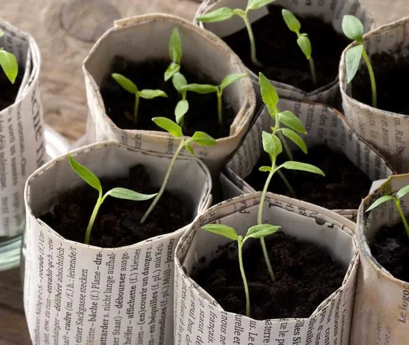 Newspaper Pots