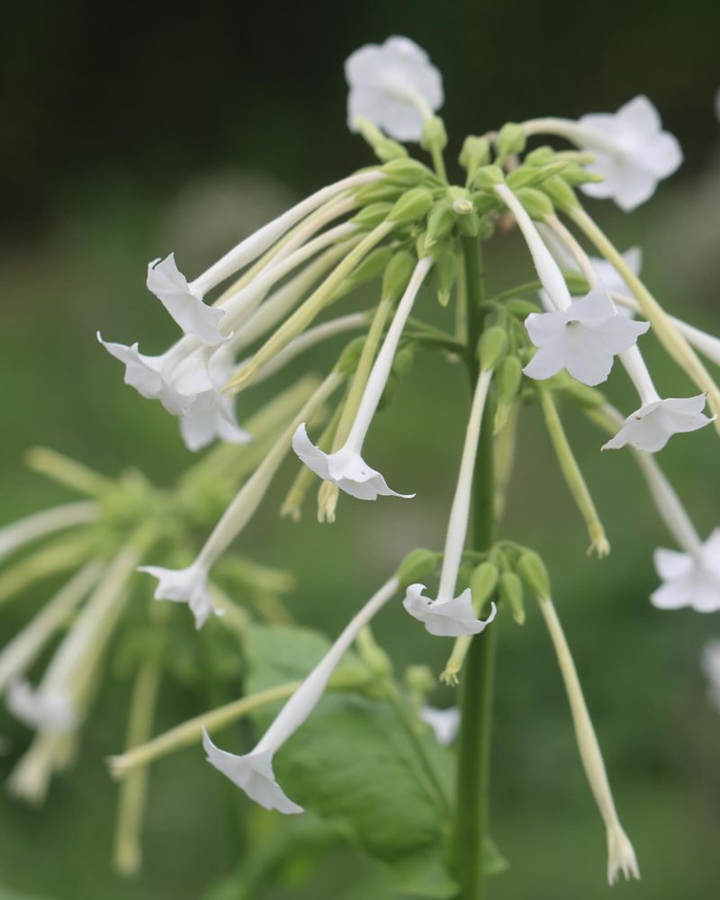 Nicotiana