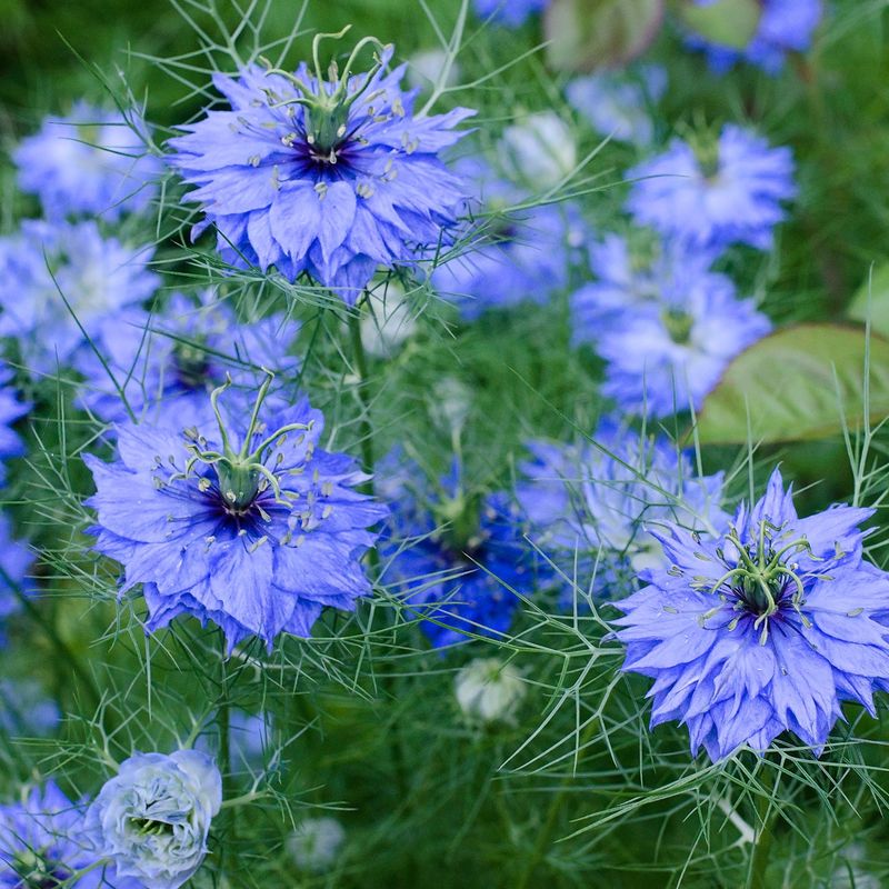 Nigella