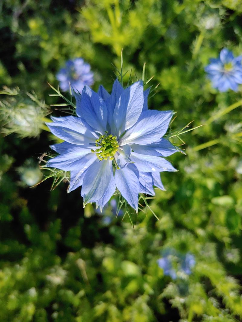 Nigella