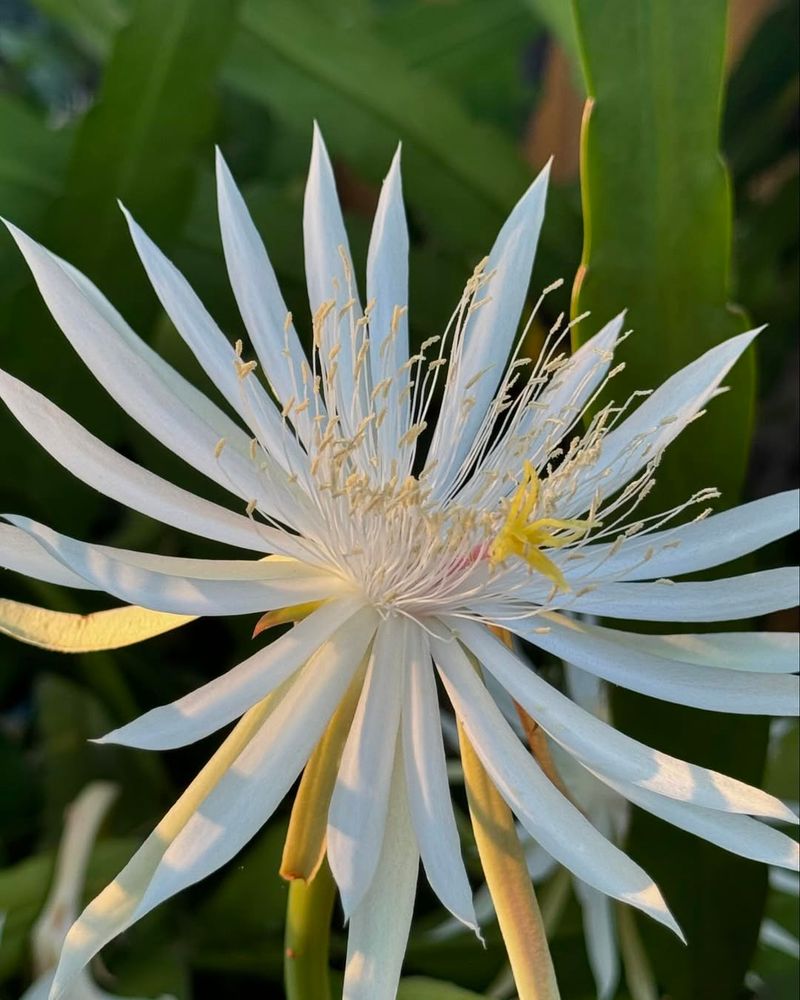 Night-Blooming Cereus