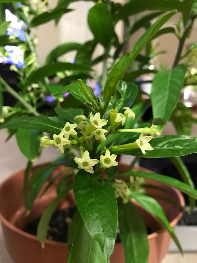 Night-Blooming Jasmine