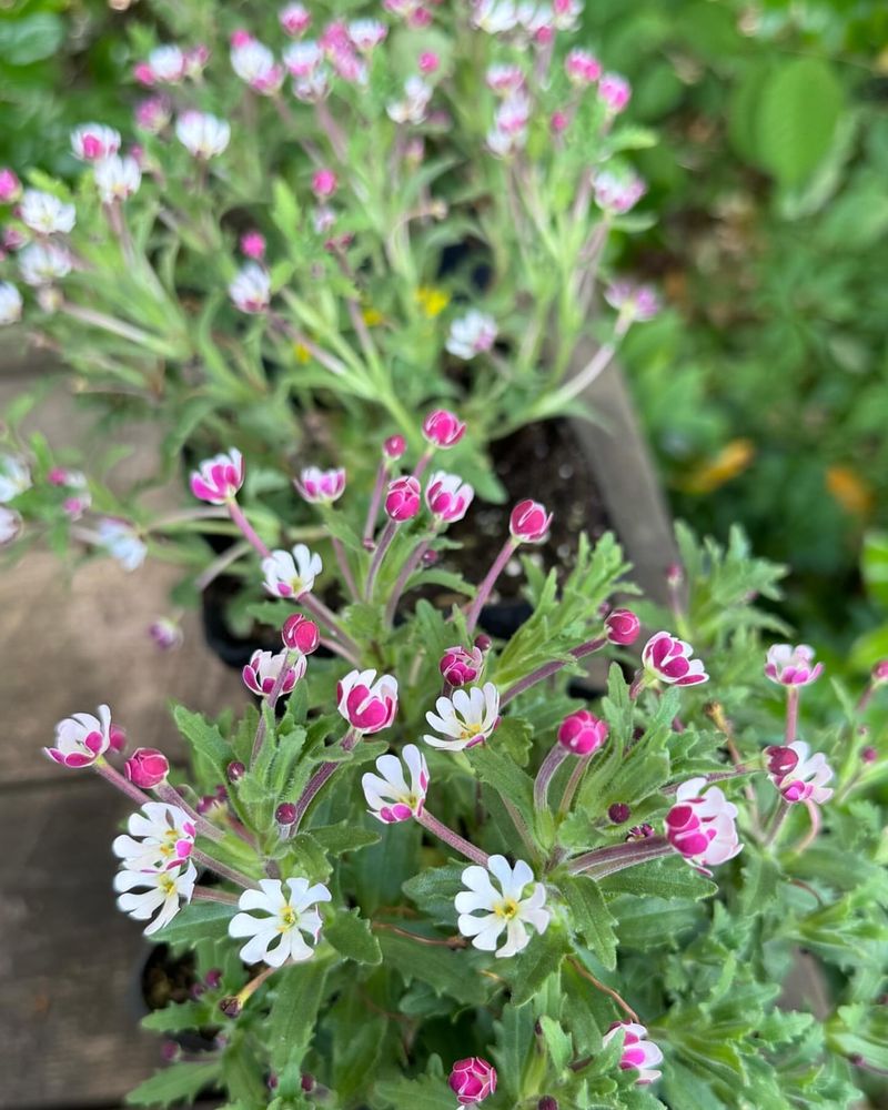 Night Phlox