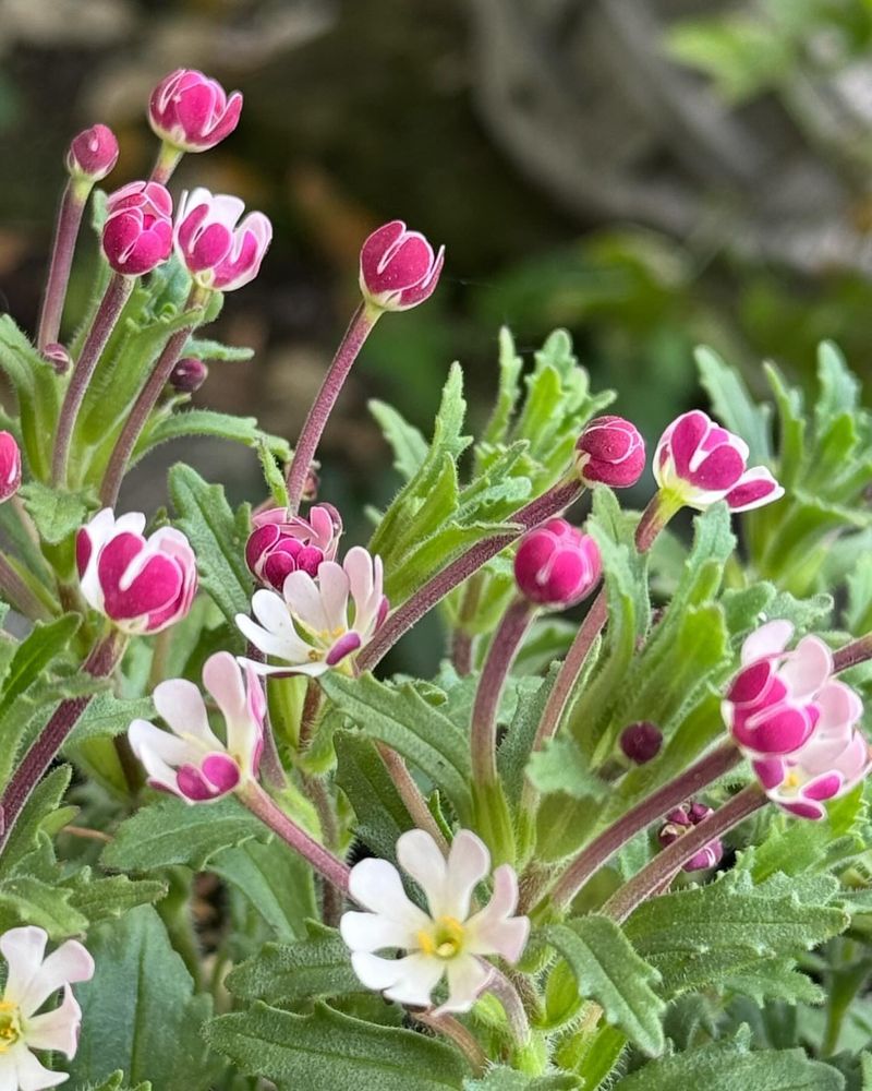 Night Phlox