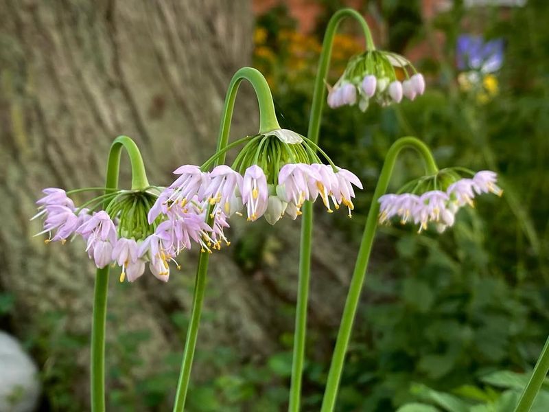 Nodding Onion