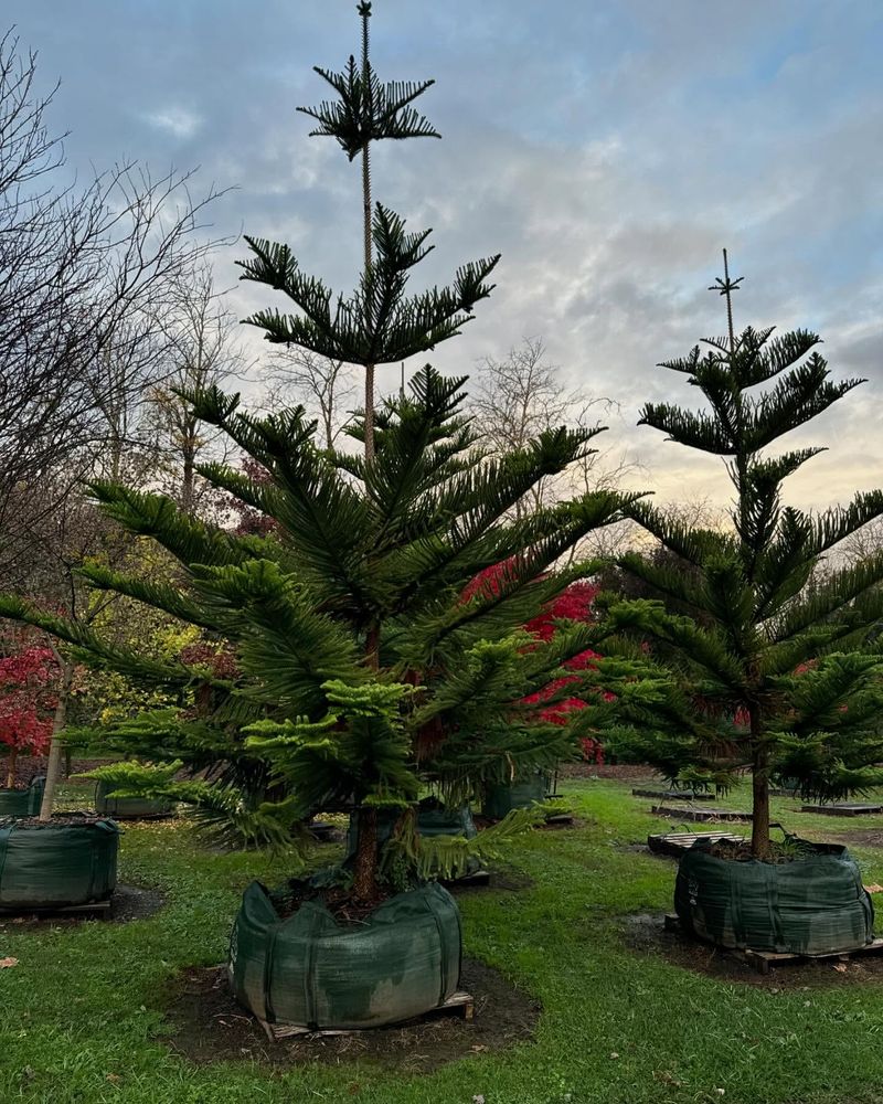 Norfolk Island Pine