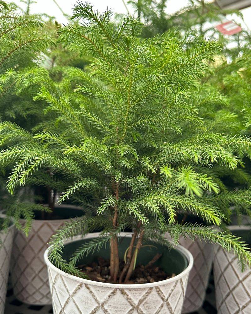 Norfolk Island Pine