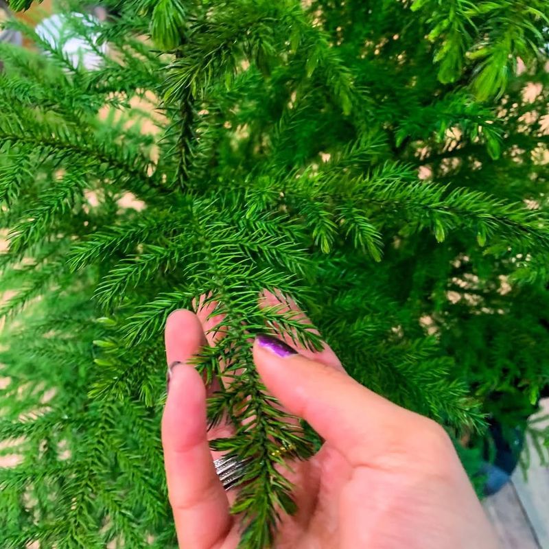 Norfolk Island Pine